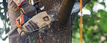 Best Lawn Watering Services  in Beech Grove, IN