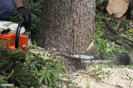 Seasonal Cleanup (Spring/Fall) in Beech Grove, IN