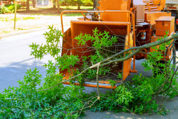 Best Tree Trimming and Pruning  in Beech Grove, IN