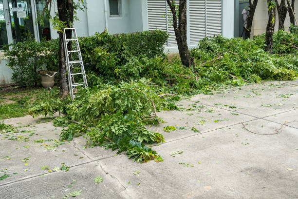 Best Tree Maintenance Programs  in Beech Grove, IN