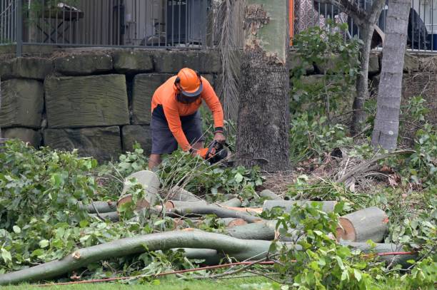 How Our Tree Care Process Works  in  Beech Grove, IN